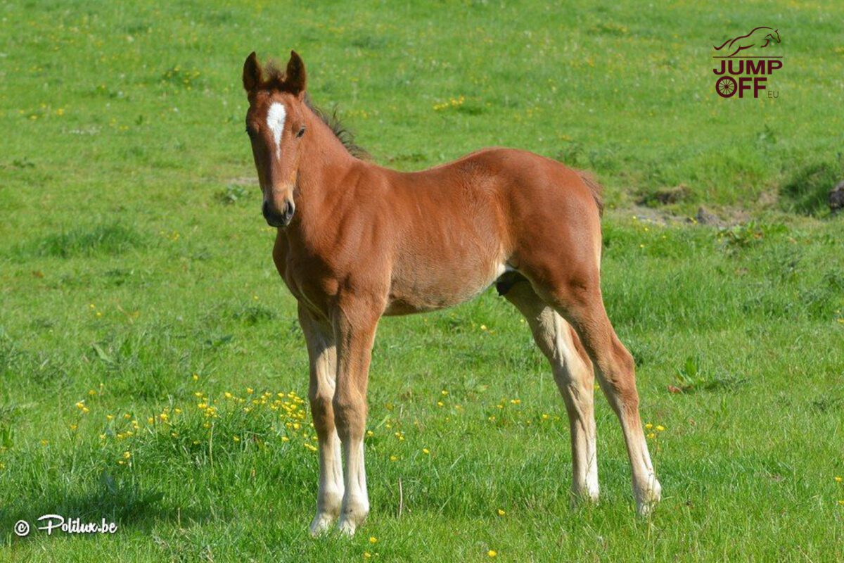 High Star Hero, itinéraire d’un vainqueur de coupe du monde ! 4 HighStar11