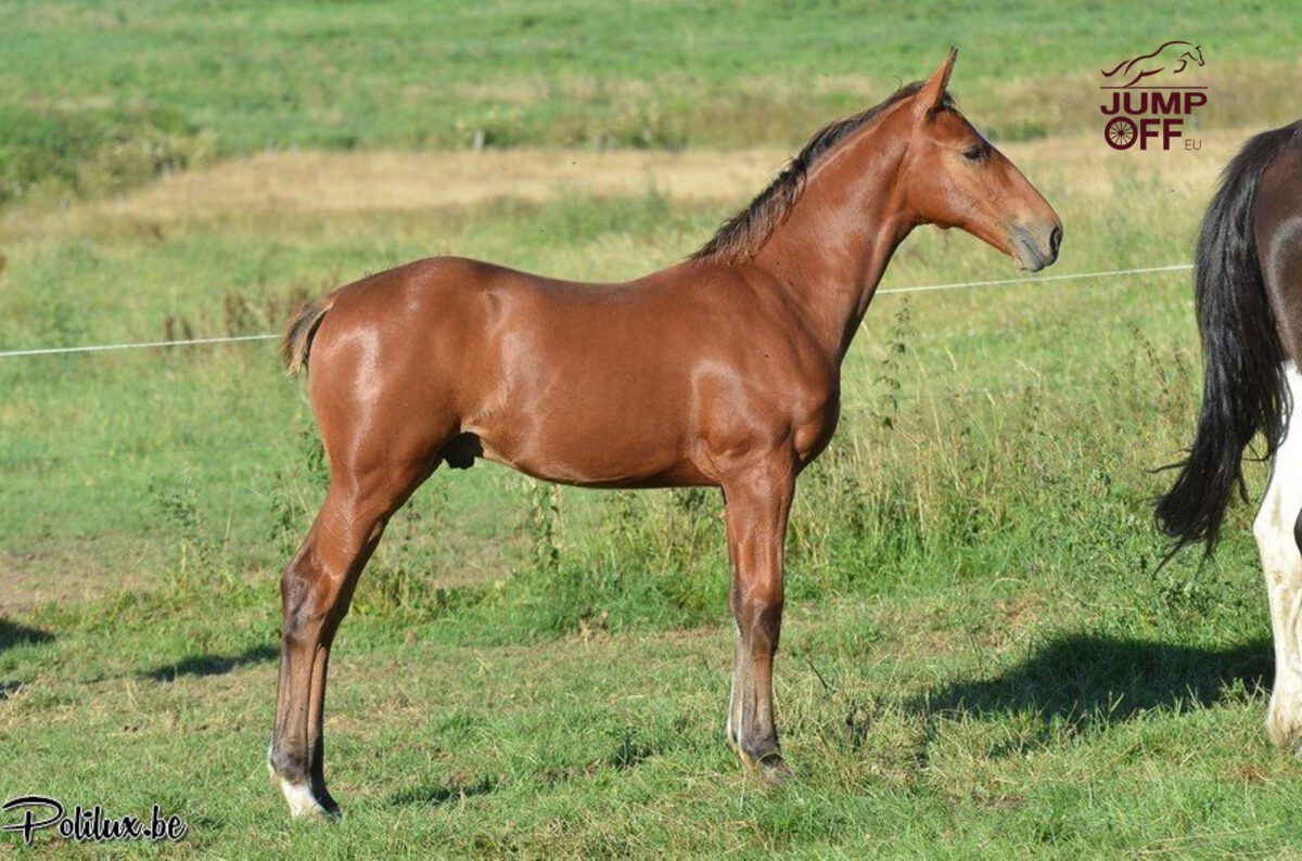 High Star Hero, itinéraire d’un vainqueur de coupe du monde ! 5 HighStar2013