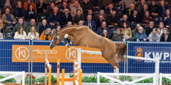 Crescendo van de Boxem Z, champion du KWPN.