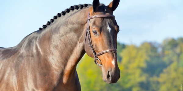 Grégory Wathelet & Gilles Botton Auction by 365 Auction !