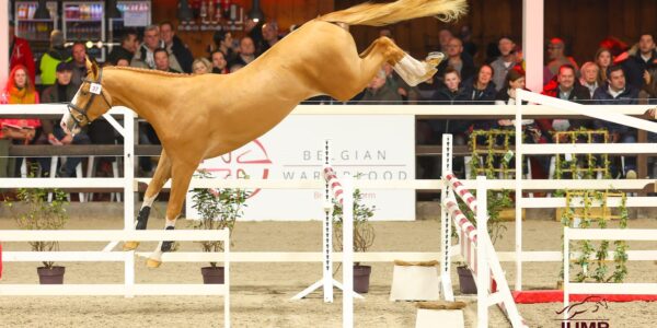 Attack T, le chef d’œuvre de Kamiel Troubleyn.