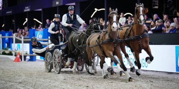 La finale d’attelage pour la Belgique