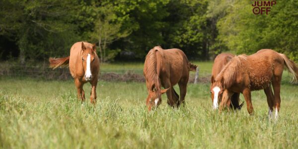Acheter un cheval en ligne : quand un simple clic vous lie juridiquement