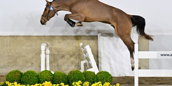 39 nouveaux étalons à Zangersheide !