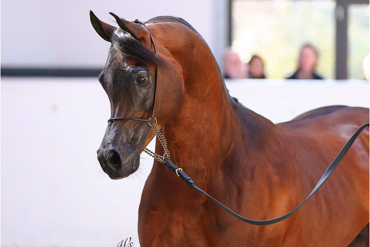 649211184 25671941479174399 3679961649040186046 n