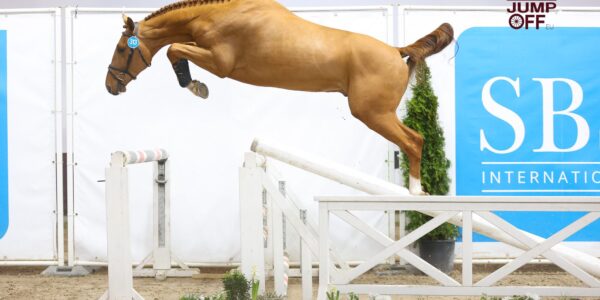 33 nouveaux étalons au SBS.