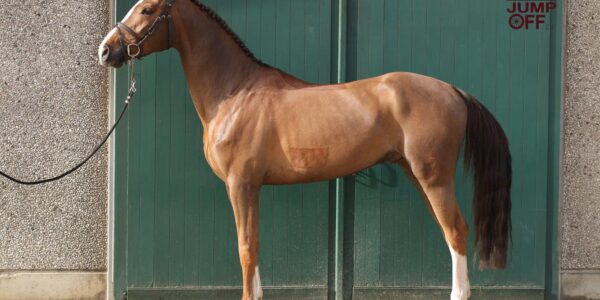 6 étalons admis au Luxembourg.