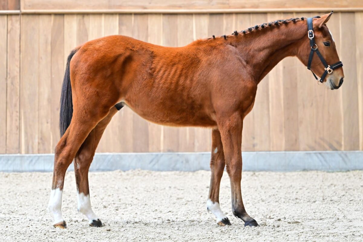 Wathelet & Botton stallions auction by 365 ! 2 12819 Bluesky de Quidray Z 3