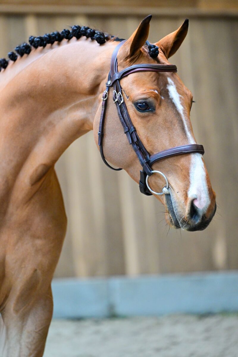 Wathelet & Botton stallions auction by 365 ! 7 12827 Chaccos Prins de Fradiliaus Z 1