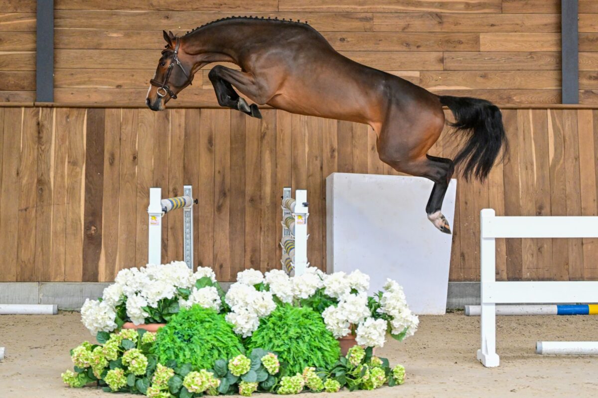 Wathelet & Botton stallions auction by 365 ! 4 12838 Delgado des Hauts Monceaux Z 2