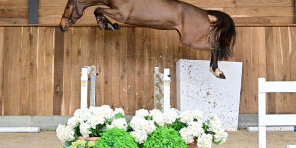 Wathelet & Botton stallions auction by 365 !