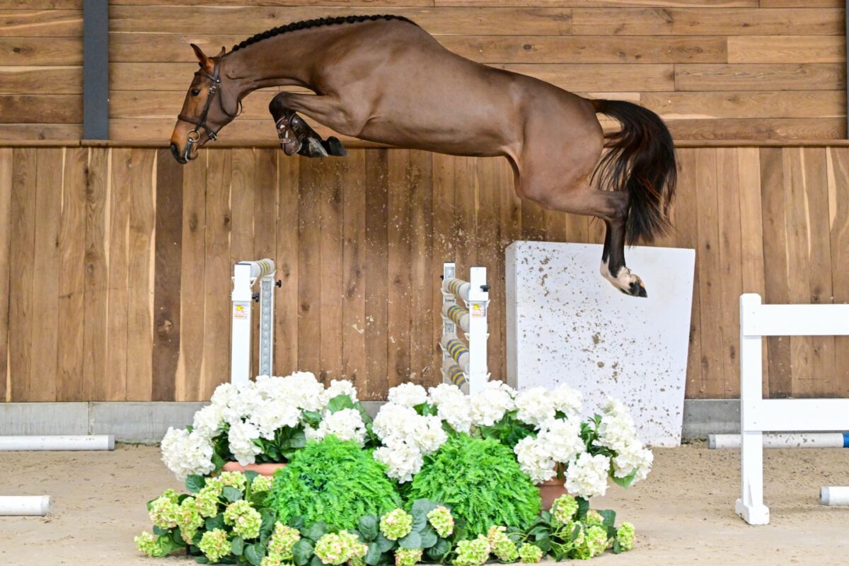 Wathelet & Botton stallions auction by 365 ! 3 12850 Rosie du Pont Rihen 2