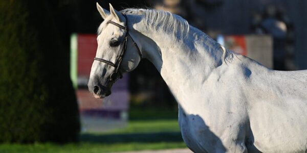 Stakkatol s’en est allé.
