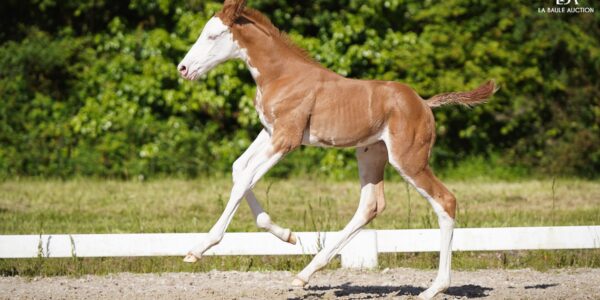 Queen Amann du Désert, la future reine de La Baule Auction ?