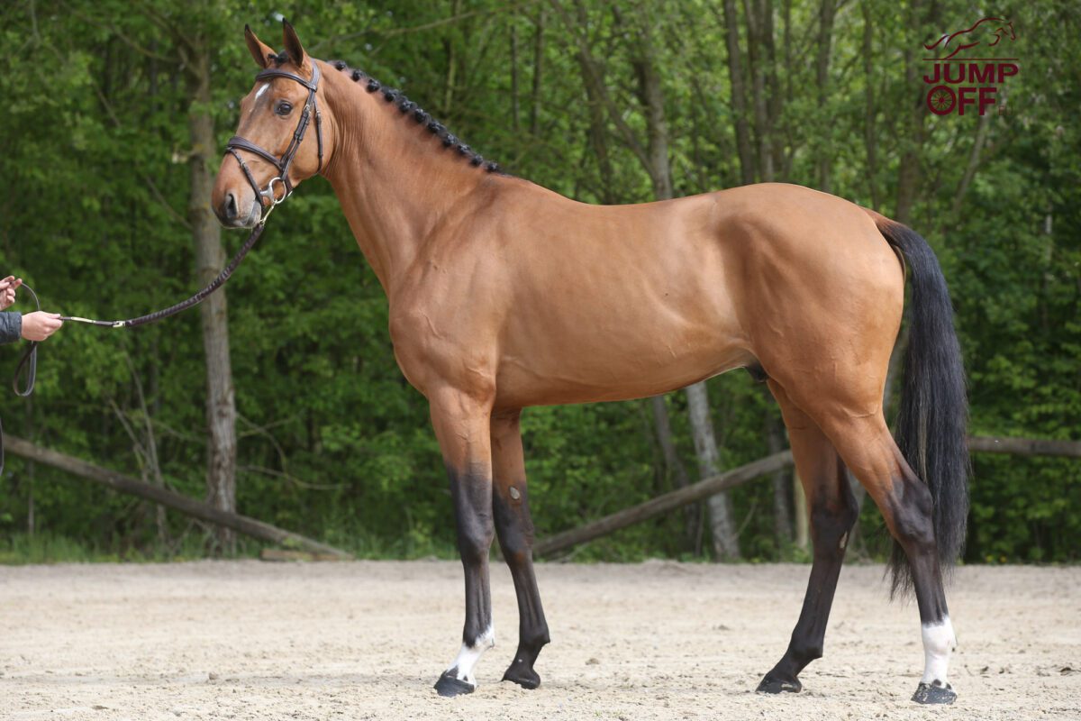 Clever Hof Ter Bruggen Z pour Sergio Alvarez Moya. 3 BA3U0062