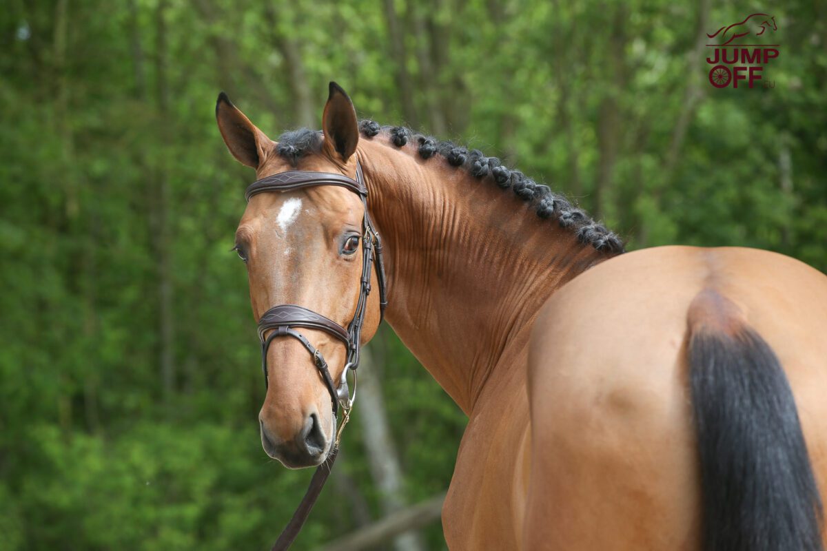 Clever Hof Ter Bruggen Z pour Sergio Alvarez Moya. 1 BA3U0111 1