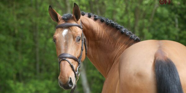 Clever Hof Ter Bruggen Z pour Sergio Alvarez Moya.