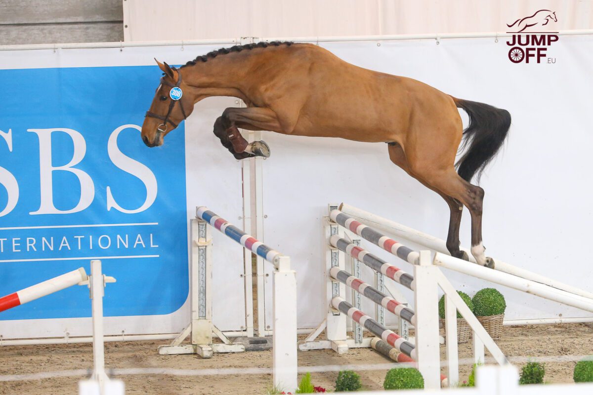 Clever Hof Ter Bruggen Z pour Sergio Alvarez Moya. 2 BA3U0118
