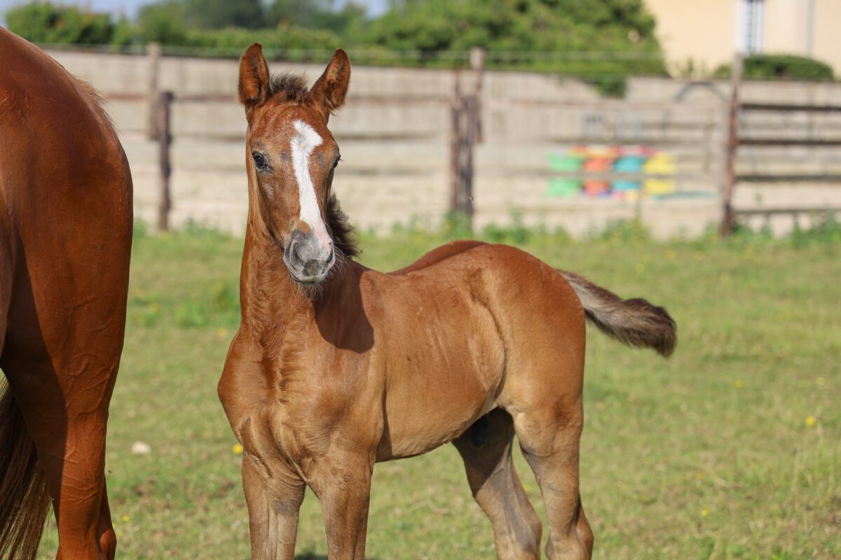 colt flagues 7