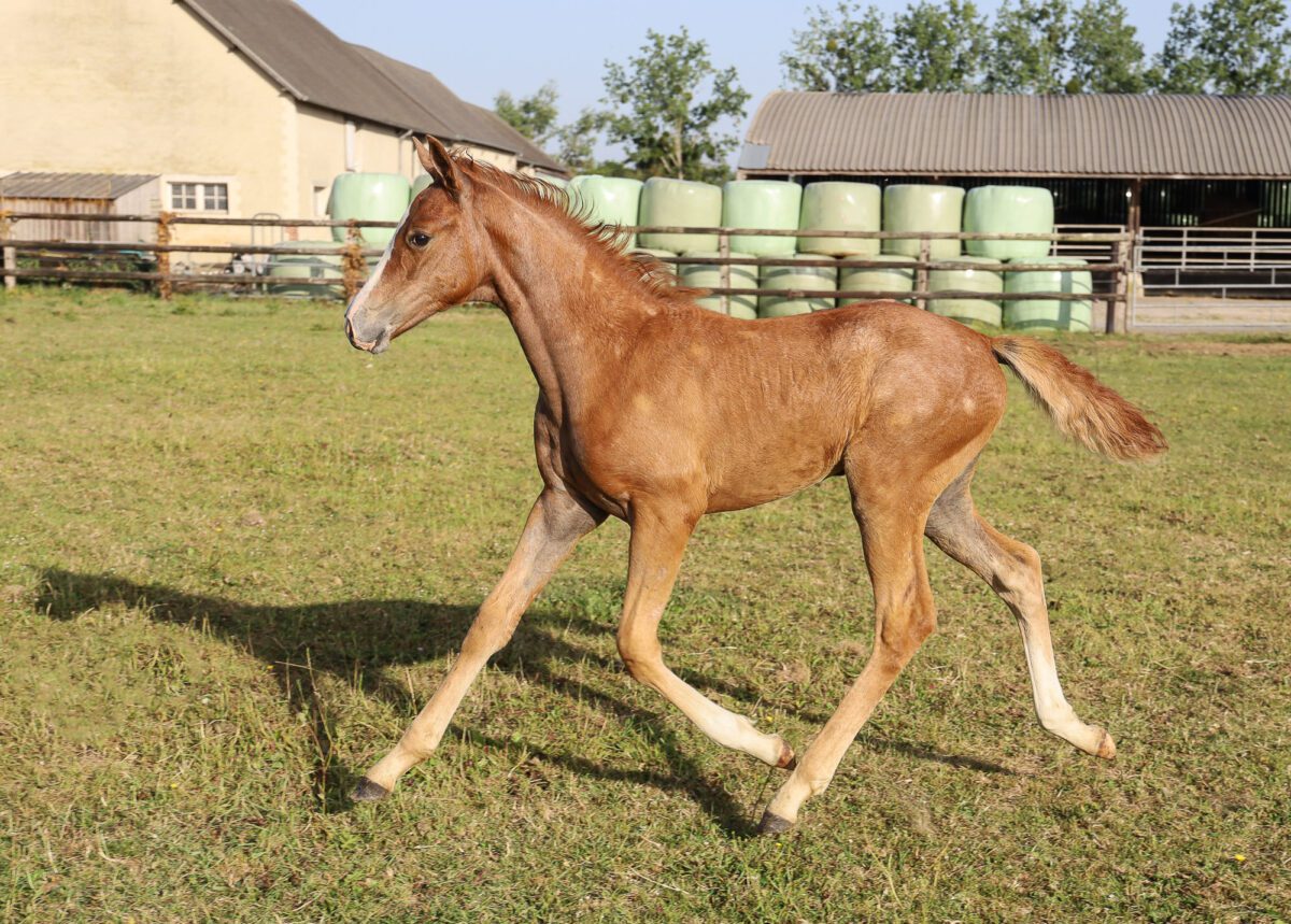 filly flagues ok 4