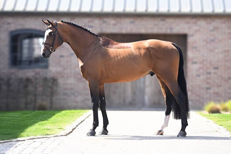 La Baule Auction revient le samedi 13 juin 2026 en parallèle du Jumping International de La Baule 2 image