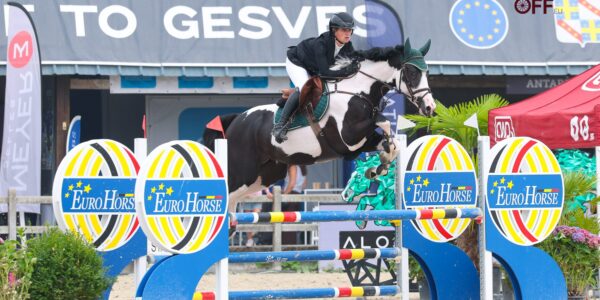 20 chevaux belges champion des 4 ans !