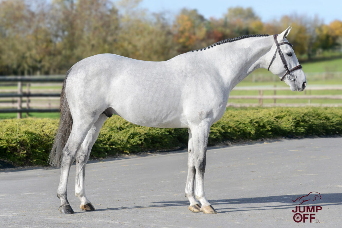 Wathelet & Botton stallions auction by 365 ! 1 CYR 1000 1