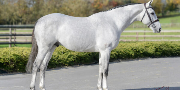 Wathelet & Botton stallions auction by 365 !