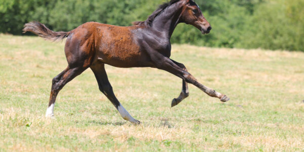 Haras d’Ick Auction 2026 jusqu’au 15 septembre!