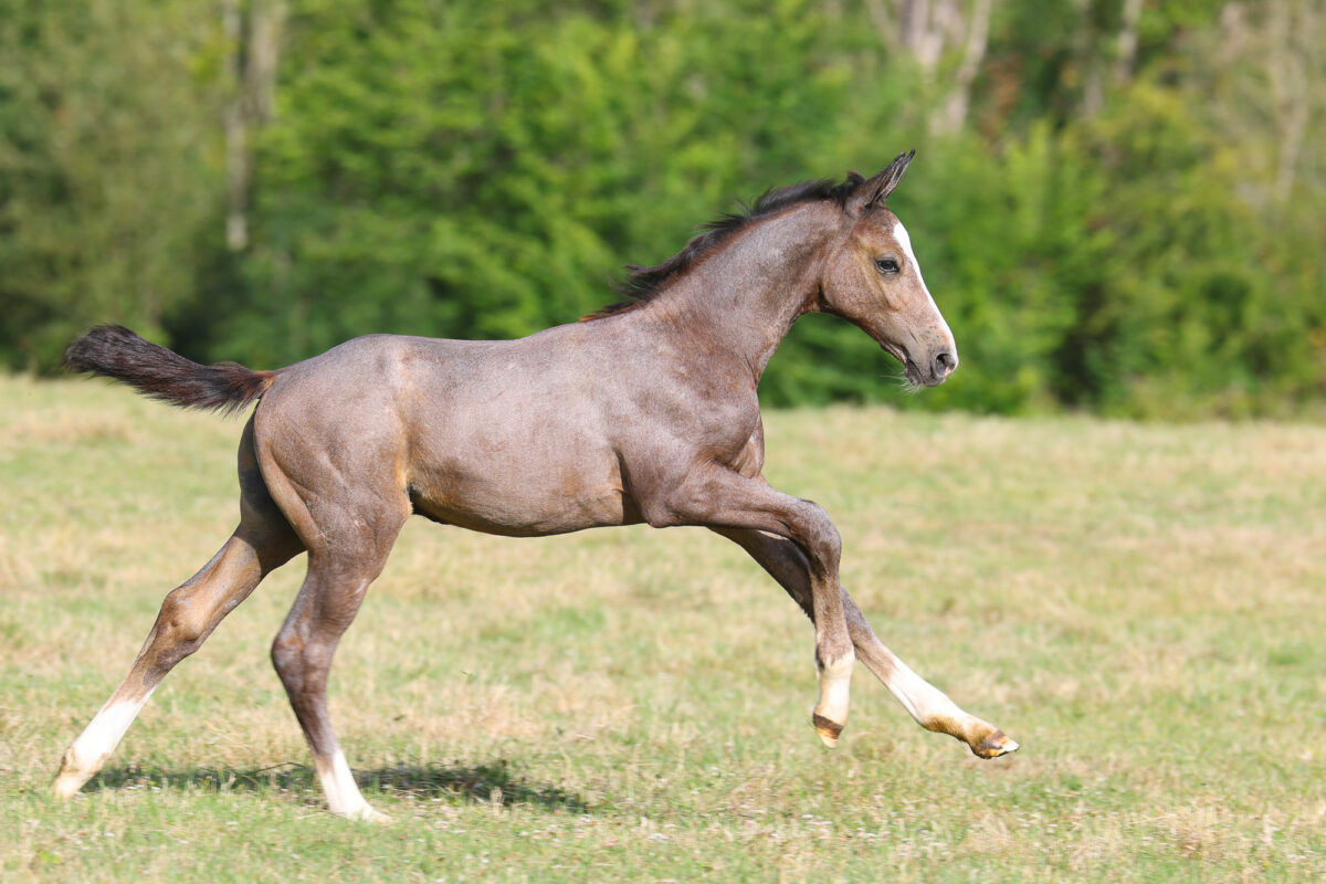 Quattrocento