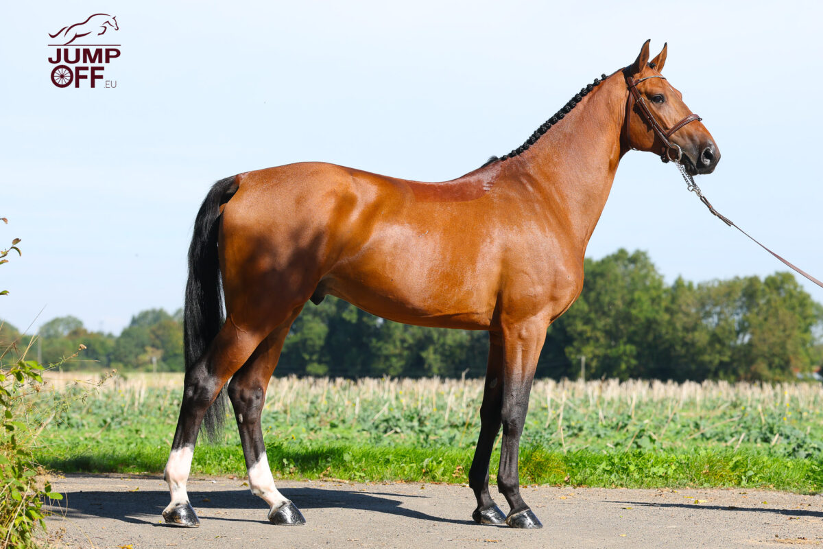Million Dollar DK, la cerise sur le gâteau. 1 3K3A0088 2
