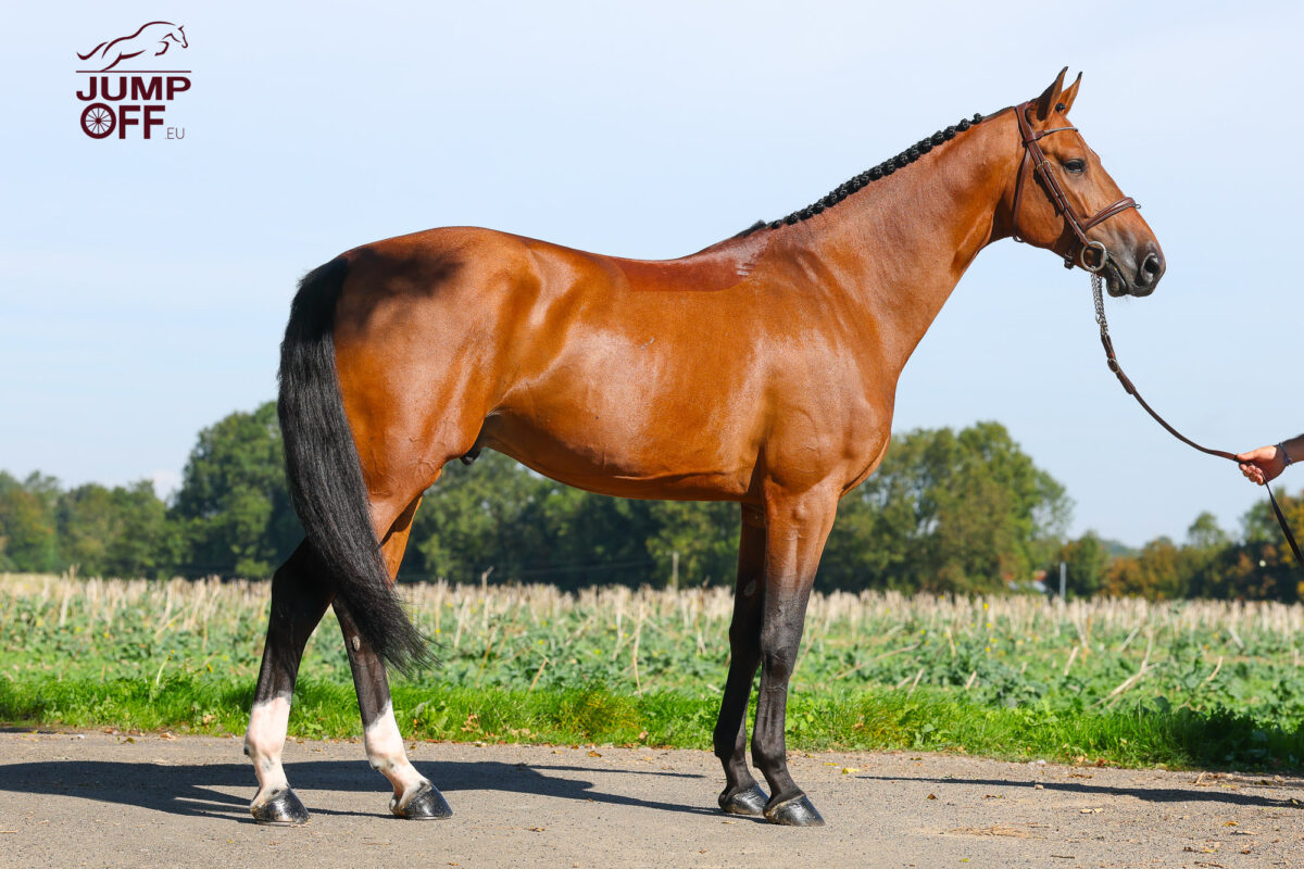 Million Dollar DK, la cerise sur le gâteau. 3 3K3A0309 2