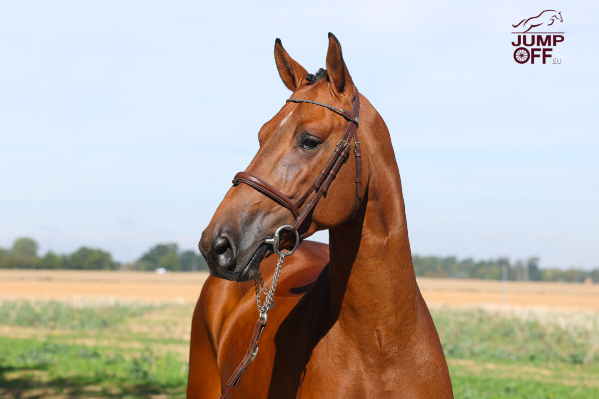 Million Dollar DK, la cerise sur le gâteau. 5 3K3A0693